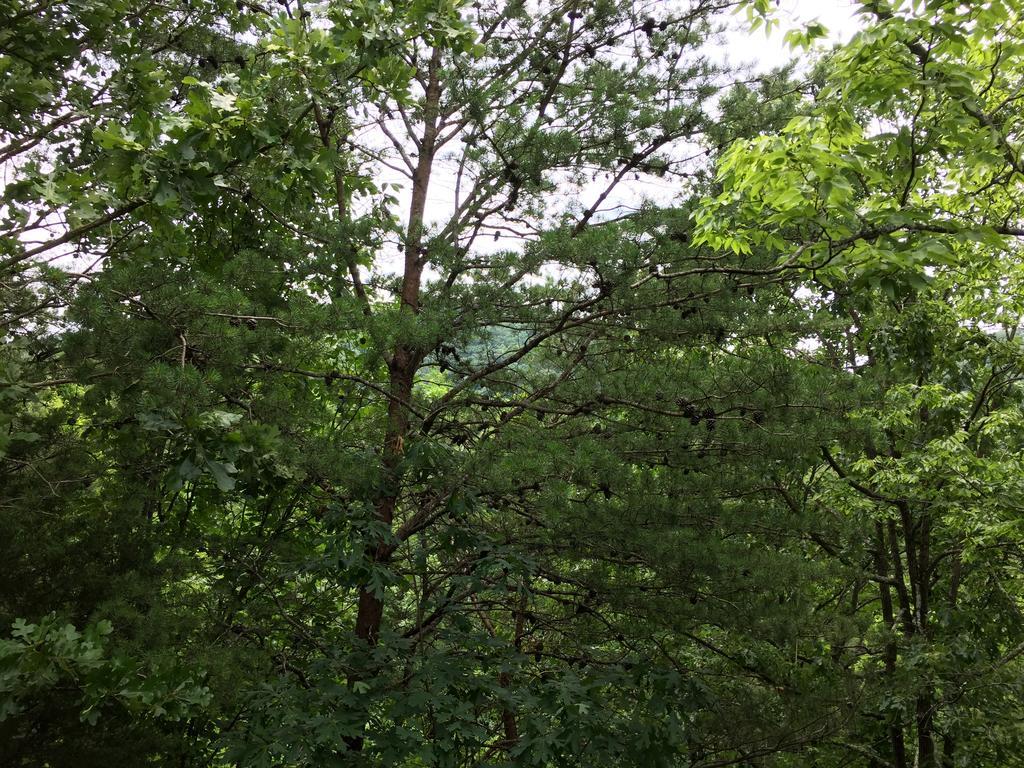 Mountain Blessings Villa Pigeon Forge Bagian luar foto